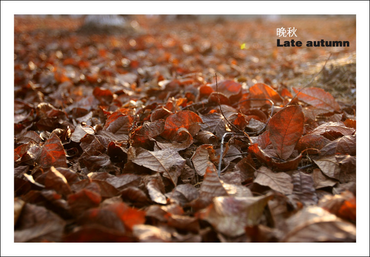 Late autumn 摄影 小饺子