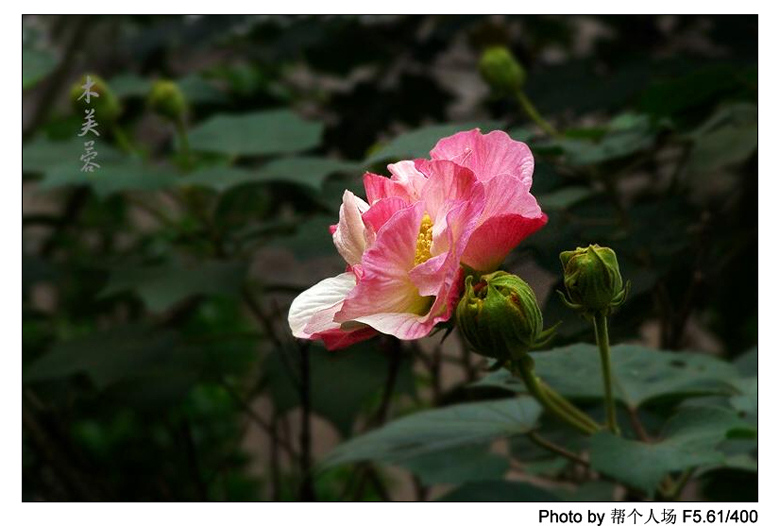 木芙蓉 摄影 帮个人场