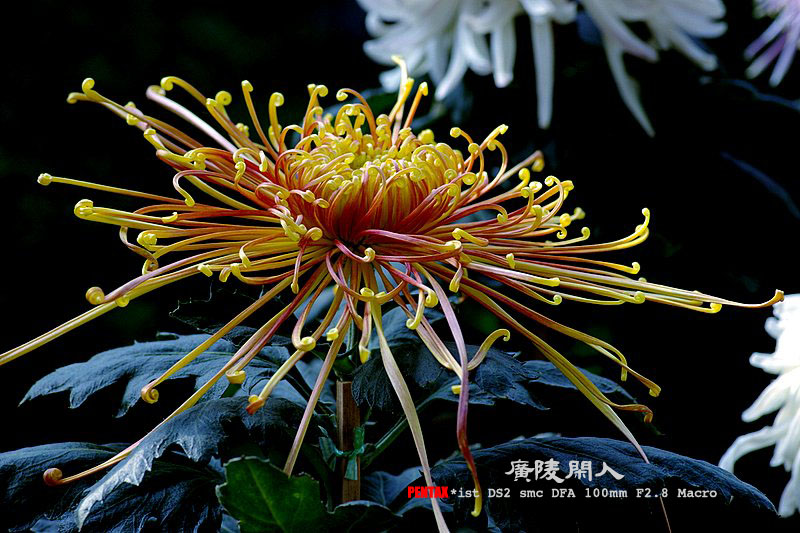 菊花 － 5 摄影 广陵闲人