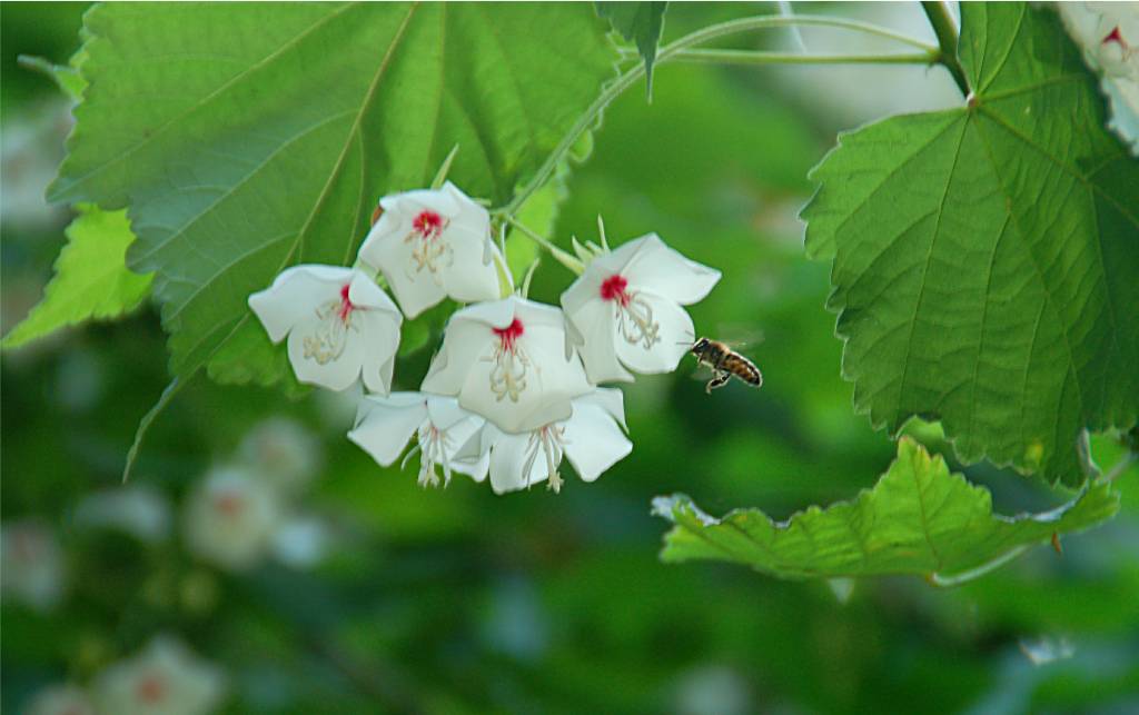 flower-392 摄影 fengsheng