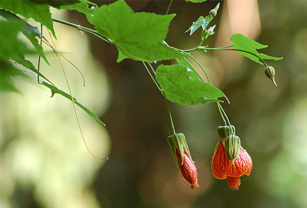 flower-388 摄影 fengsheng