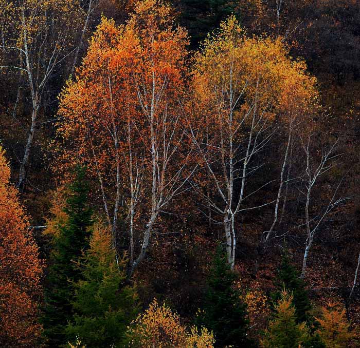 金秋 摄影 forestphoto