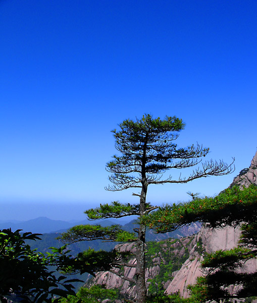 高山松 摄影 天涯浪人