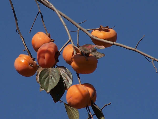 金色季节 摄影 沙漠孤鹰