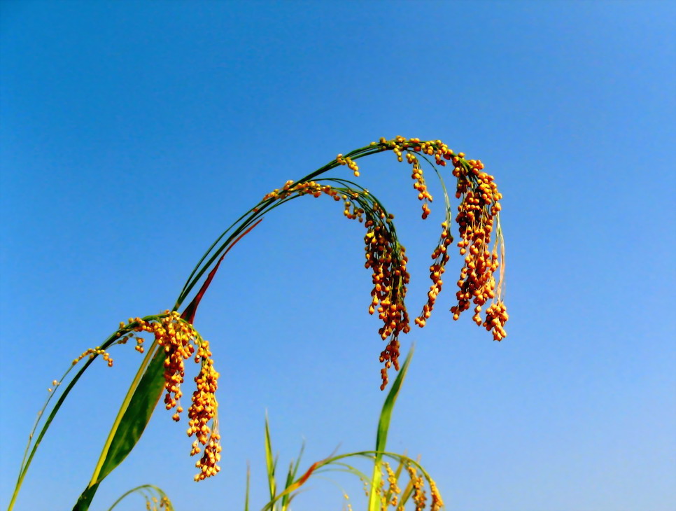 autumn 摄影 孤鬼