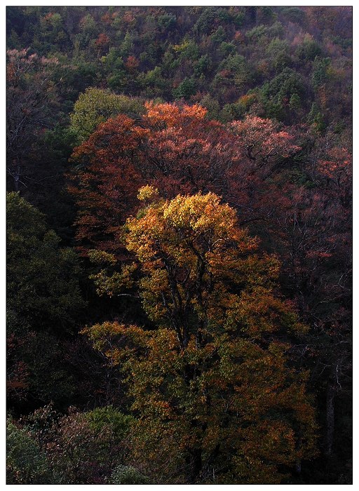 阳光掠过树梢 摄影 南山一叶