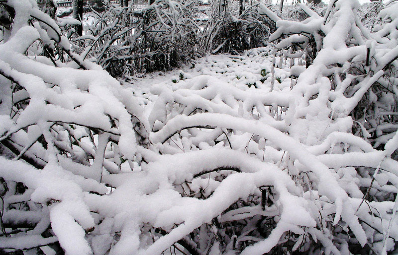 晴雪 摄影 艺中游