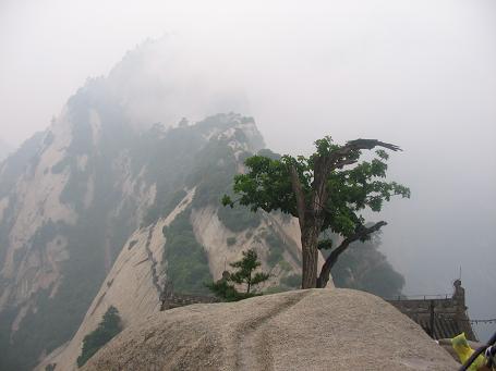 华山一树 摄影 a雯