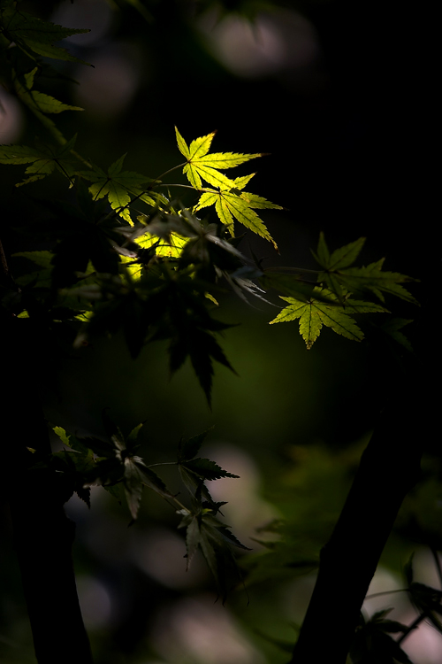 初秋 摄影 四明大仙