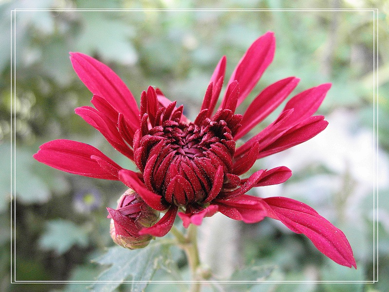 菊花 12 摄影 秦岭横云