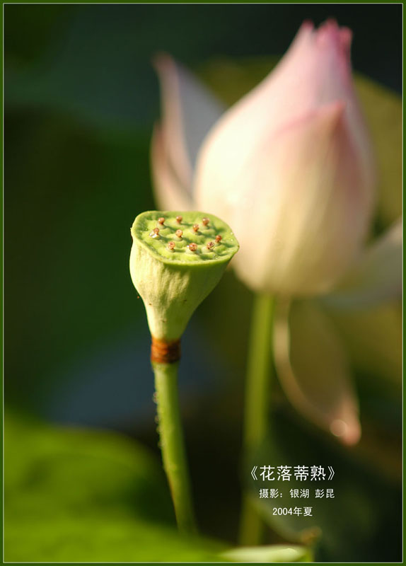 花落蒂熟 摄影 金兔子