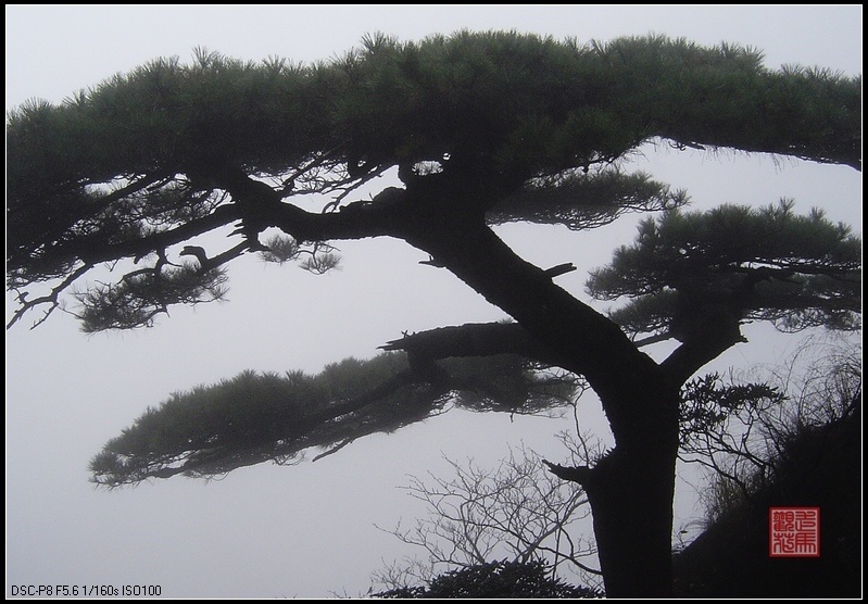 黄山奇松 摄影 走马观花