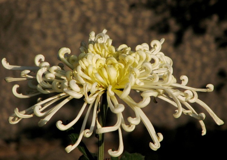 菊花 摄影 溢香兰