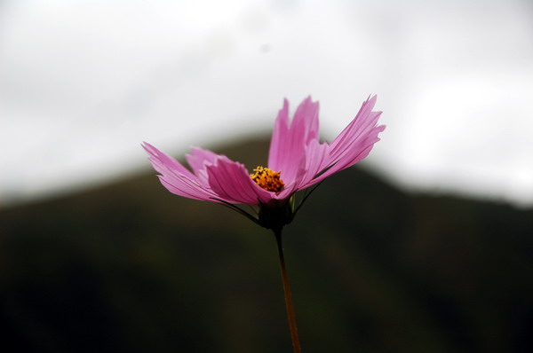 高原上的花. 摄影 知晓