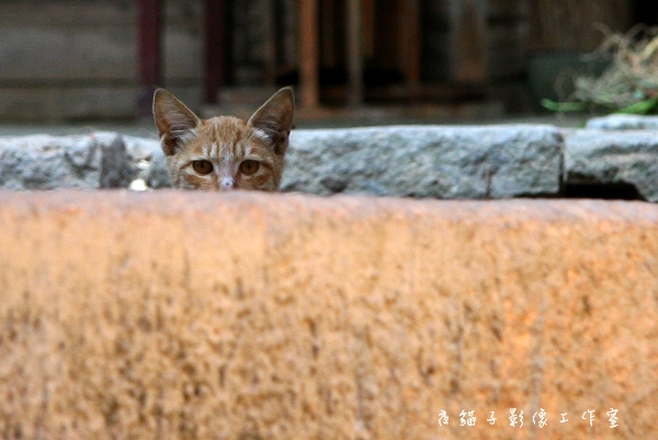 猫仔 摄影 雨后_斜阳