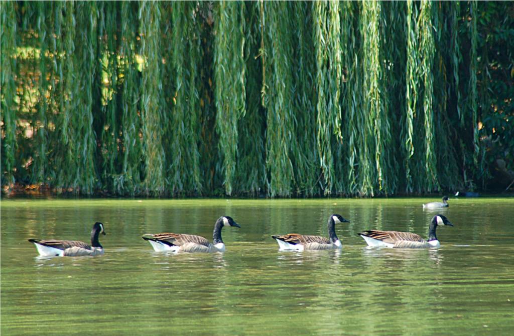 nature-168 摄影 fengsheng