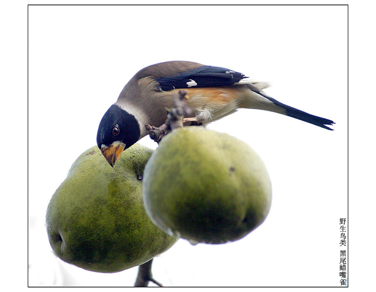 黑尾蜡嘴雀 摄影 pigeon