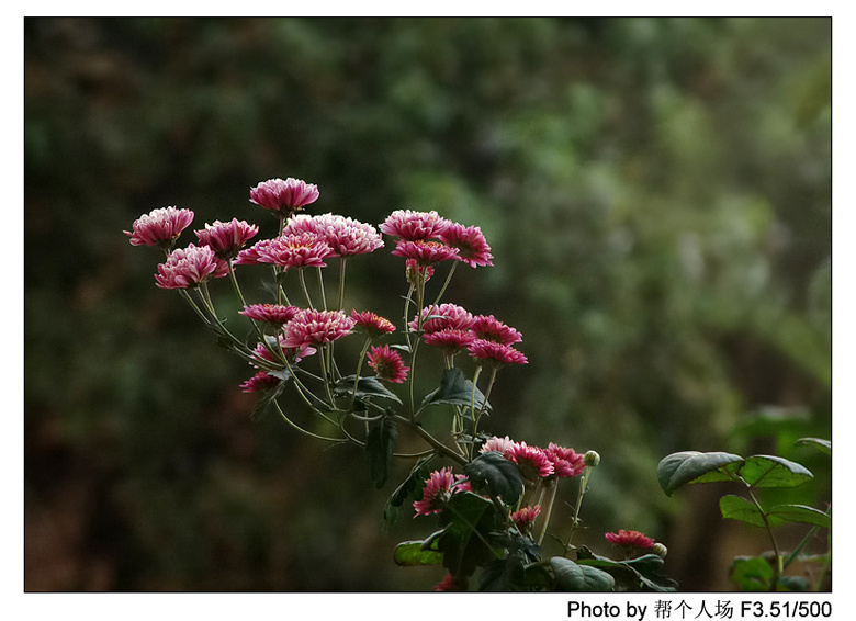 红菊 摄影 帮个人场