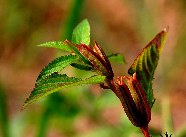 小草 摄影 伊然