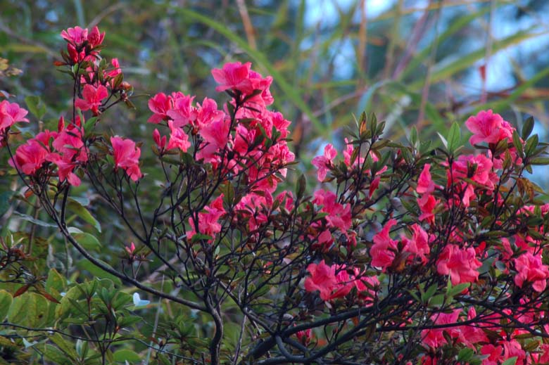 杜鹃花 摄影 扑光捉影