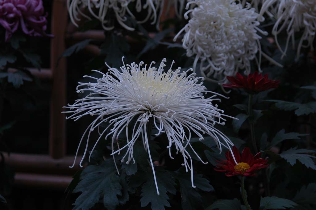 菊花 摄影 川冬