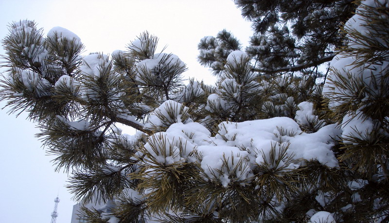 今年的第一场雪 摄影 霜叶红枫