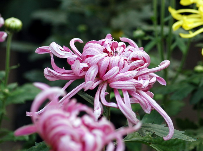 菊花 摄影 知晓