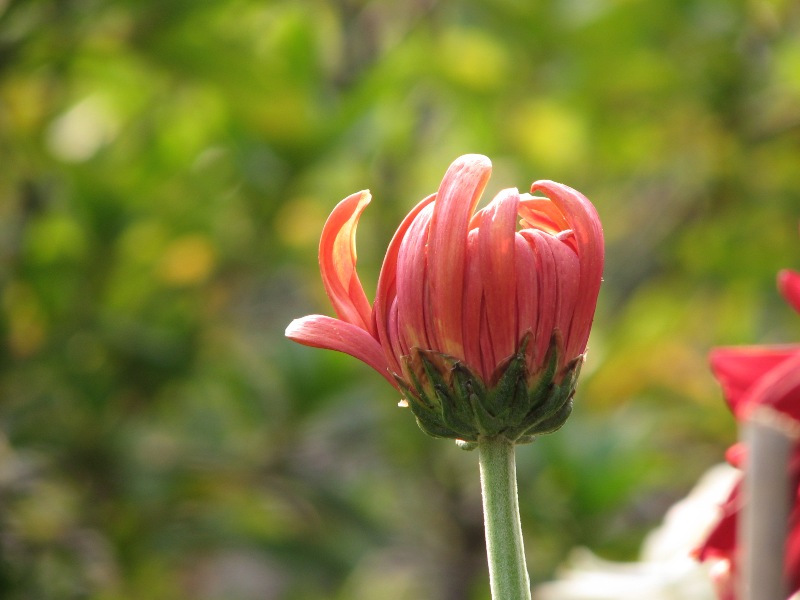 菊花 摄影 溢香兰