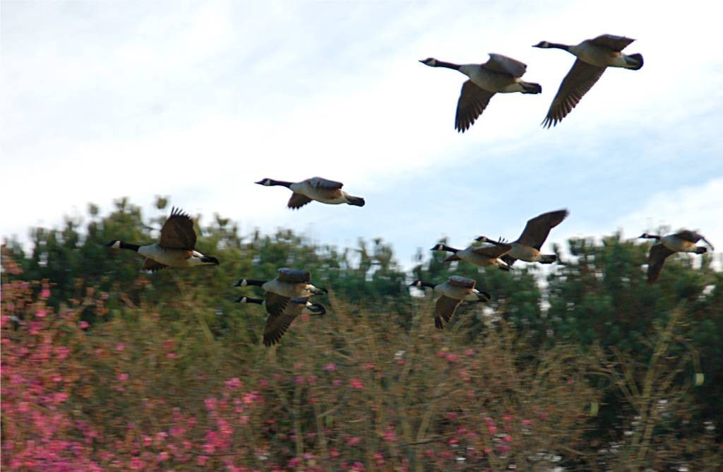 bird-299 摄影 fengsheng