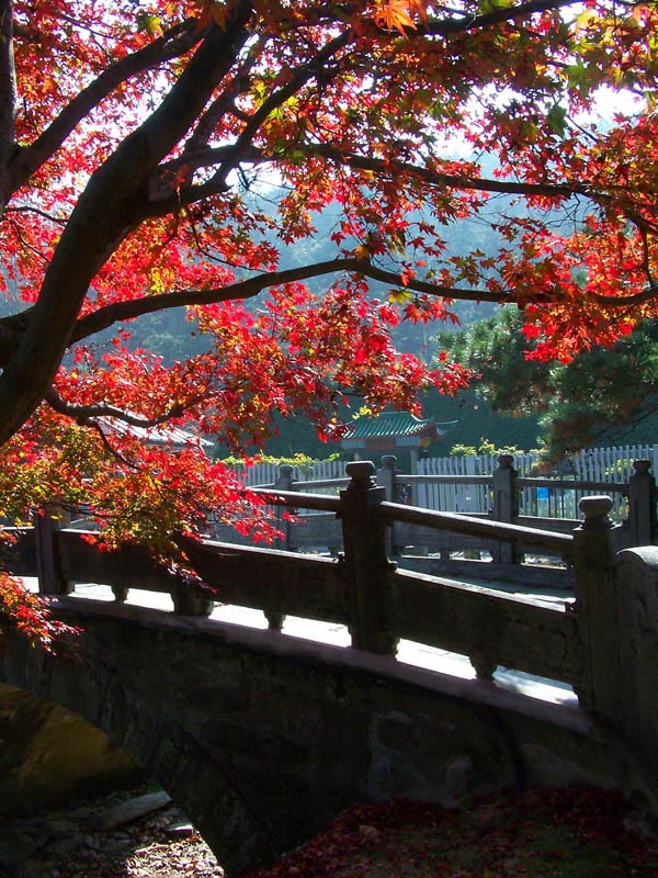 庐山秋色---花径小景 摄影 桃源居士