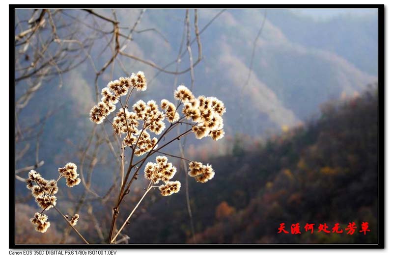 天涯何处无芳草 摄影 灯罩