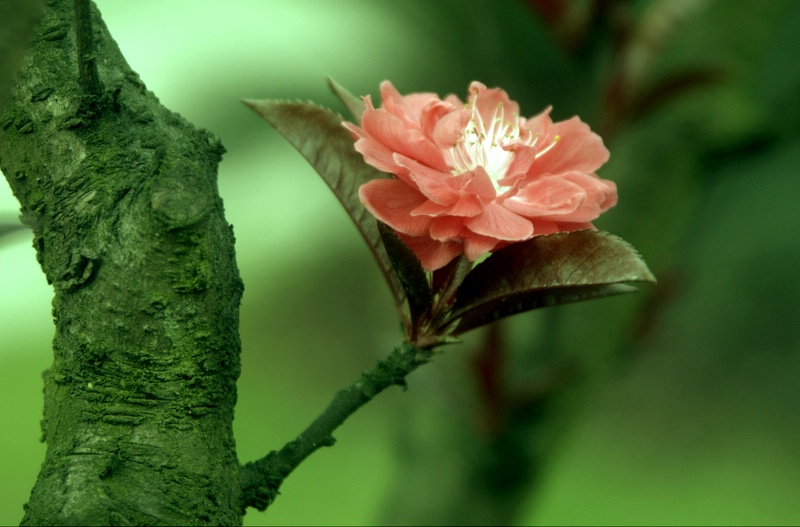 桃花 摄影 幺筒