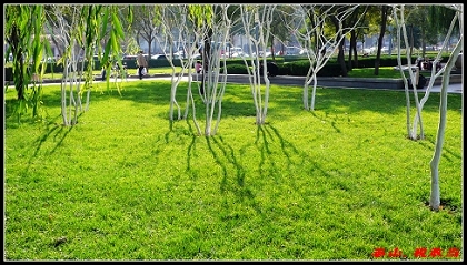 泉城广场绿草如茵 摄影 泰山税敢当