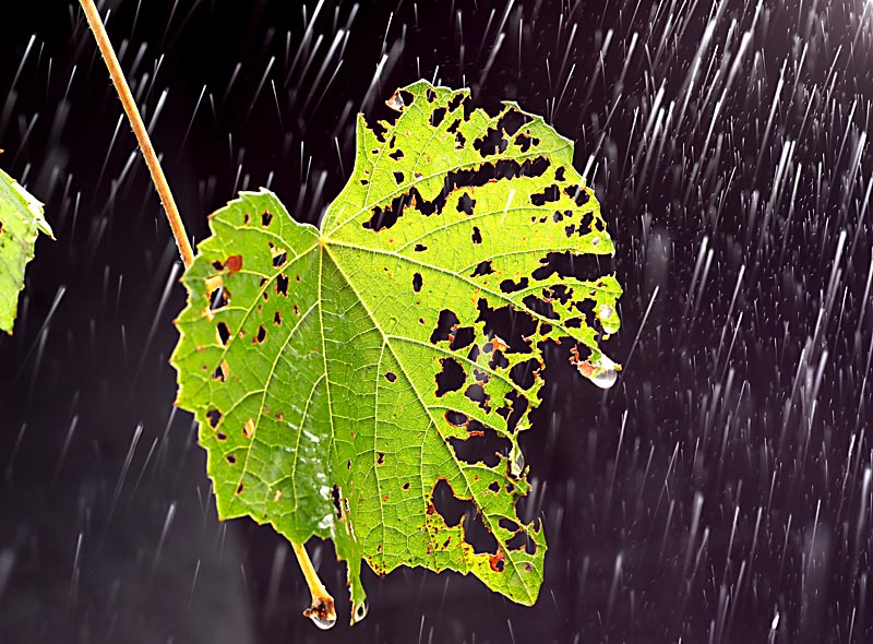 秋风秋雨愁煞人 摄影 我是小于