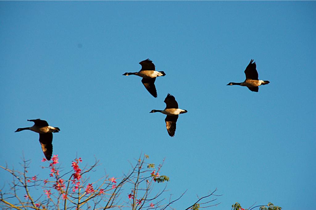 bird-304 摄影 fengsheng