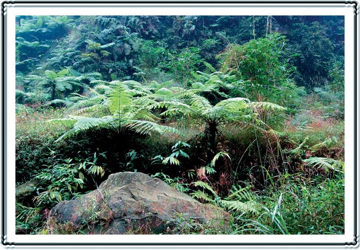 桫椤沟美景--6 摄影 别日山