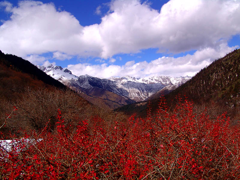 高原红 摄影 晓岚