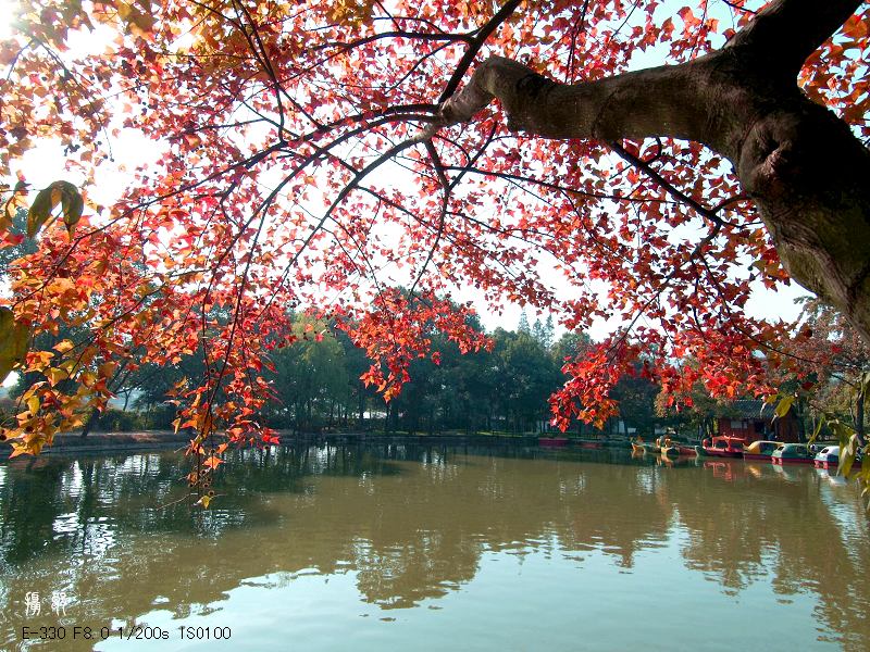 天平红枫 摄影 苏州摄郎