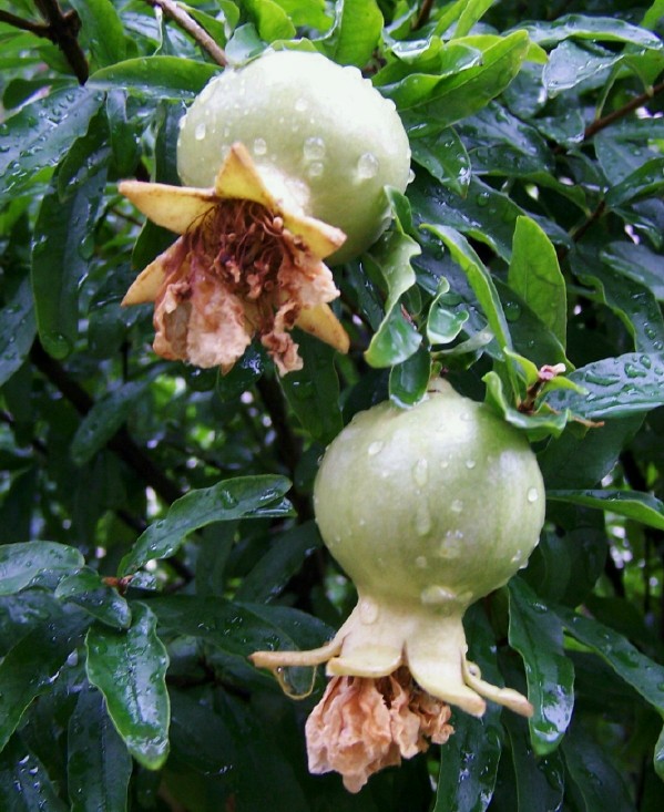 雨中…… 摄影 默岚