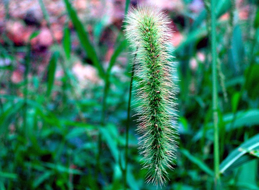 狗尾草 摄影 舂陵客