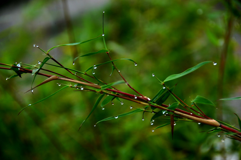 水晶竹 摄影 摄欲