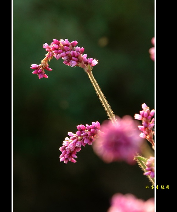 小花 摄影 水亦香