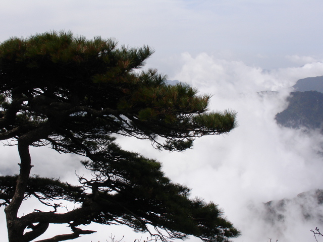 黄山松 摄影 五九