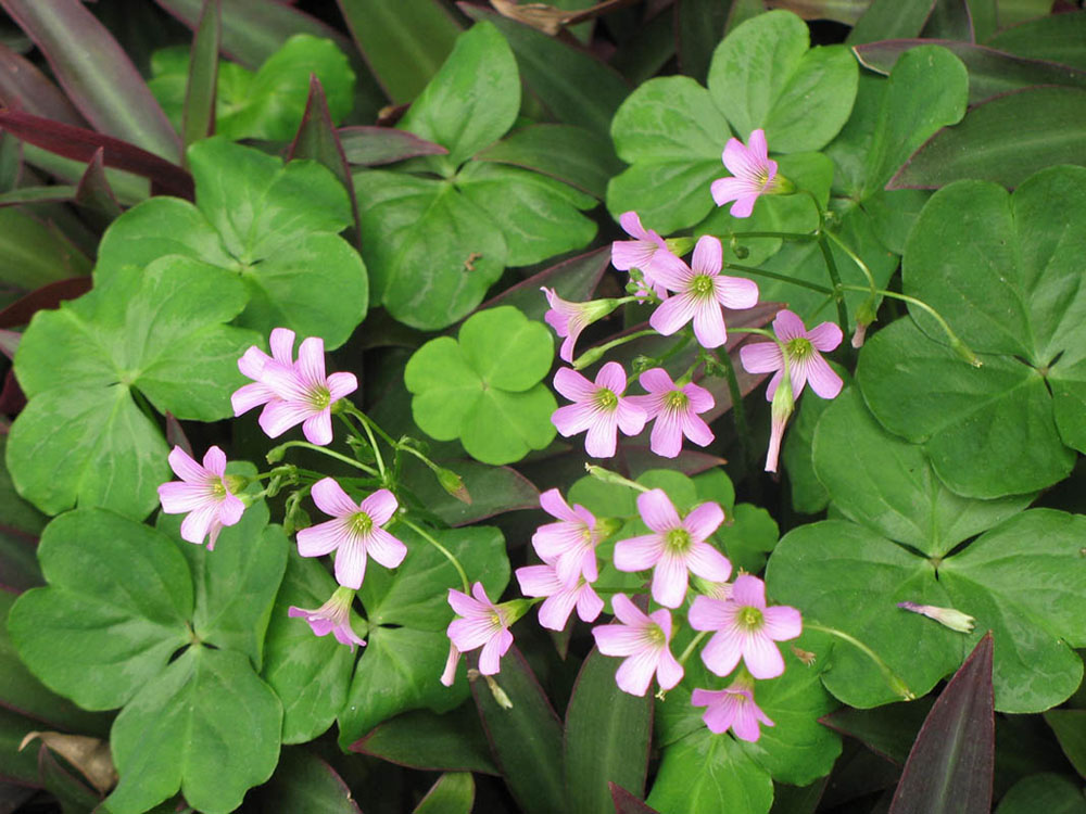 花 摄影 尤物之风