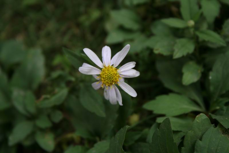 小花 摄影 开诚相见