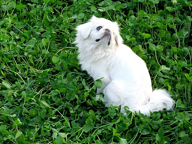 草碧犬逾白 摄影 老学生