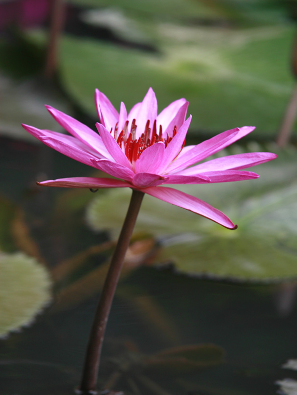 独立寒秋 摄影 南海神君