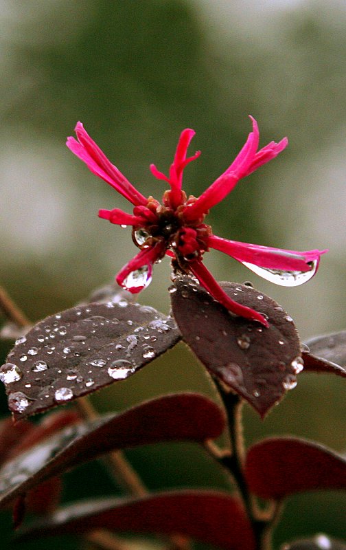 秋雨 摄影 山村大夫