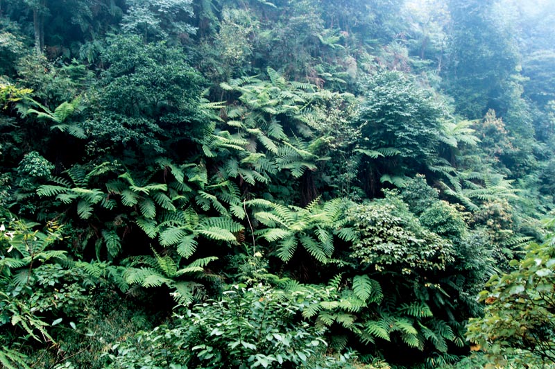 桫椤沟美景--8 摄影 别日山