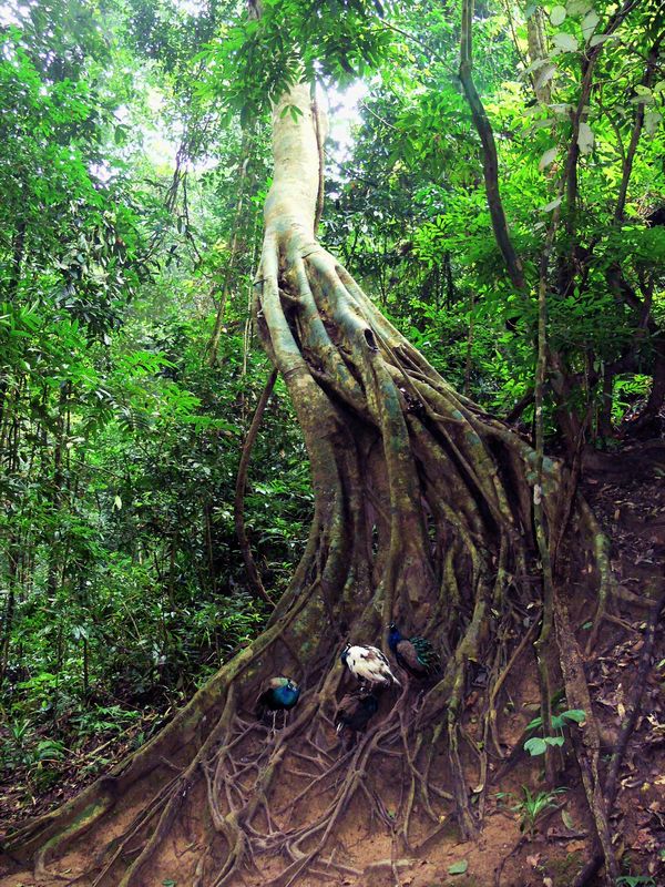 孔雀树 摄影 山草